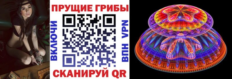 где найти   Павловская  Псилоцибиновые грибы Psilocybe 